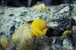 Tremella mesenterica (3).jpg