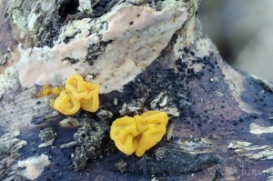 Tremella mesenterica (4).jpg