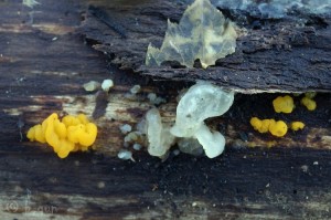 Tremella mesenterica (6).jpg