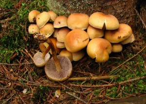 trepenitka.jpg