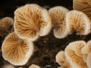 trepka9a.jpg
