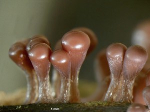 trich-pa15.jpg