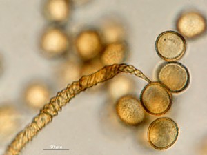 trich-vrb2.jpg