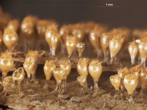 Trichia--d10.jpg