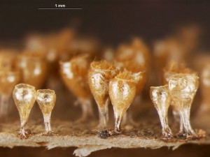 Trichia--d11.jpg