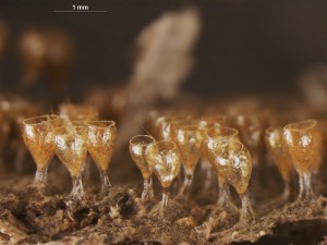 Trichia--d13.jpg