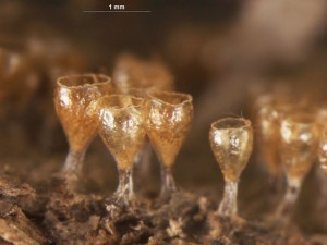 Trichia--d15.jpg