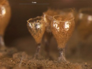 Trichia--d16.jpg