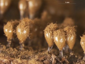 Trichia--d5.jpg