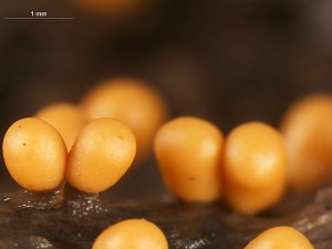 Trichia-a--4.jpg