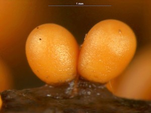 Trichia-a--5.jpg