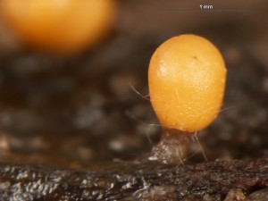 Trichia-a--7.jpg