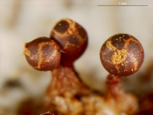 trichia-b--10b.jpg