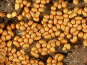 trichia-var1.jpg