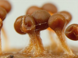 Trichia10.jpg