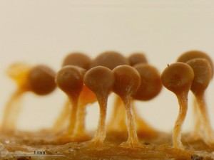 Trichia11.jpg