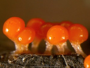 Trichia1b.jpg