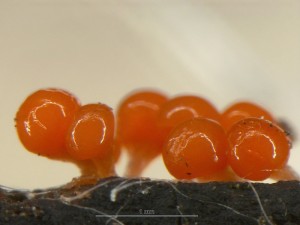 Trichia6.jpg