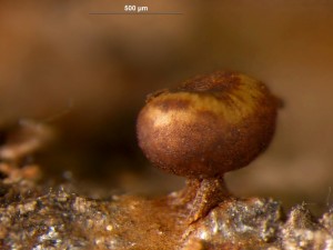 Trichia contorta attenuata1.jpg