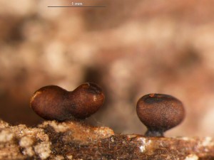 Trichia contorta attenuata2.jpg