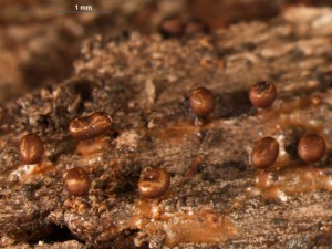 Trichia contorta attenuata5.jpg