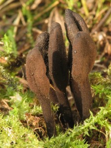 Trichoglossum hirsutum1.jpg