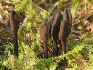 Trichoglossum hirsutum2.jpg