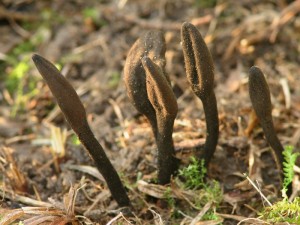 Trichoglossum hirsutum3.jpg