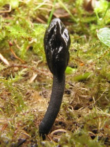 trichoglossum_hirsutum_138.jpg