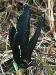 Trichoglossum walteri.jpg