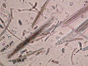 trichoglossum walteri vreckoa.jpg