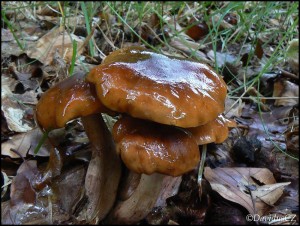 Tricholoma1.jpg