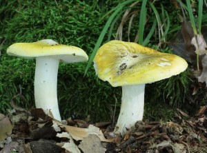 Tricholoma2.jpg