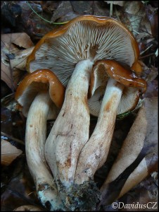 Tricholoma2.jpg