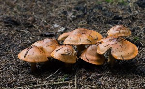 Tricholoma aurantium.jpg