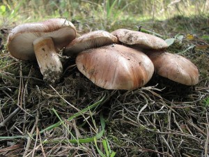 Tricholoma fracticum.jpg