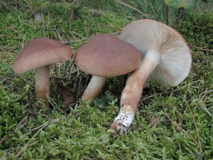 Tricholoma imbricatum.jpg