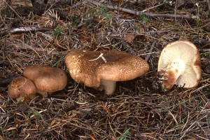 Tricholoma_imbricatum Google.JPG