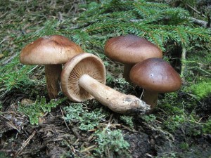 Tricholoma nictitans 1.jpg