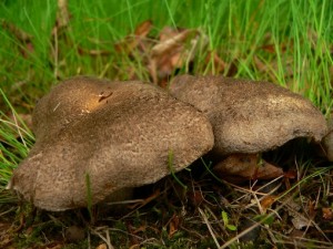 Tricholoma sp. 002MP.jpg