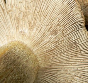 Tricholoma sp. 006MP.jpg
