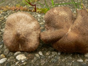 Tricholoma sp. 010MP.jpg