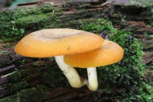 tricholomopsis_decora 02.jpg