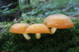 tricholomopsis_decora 03.jpg