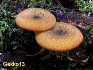 Tricholomopsis_decora.JPG