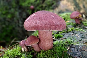 Tricholomopsis rutilans (3).jpg
