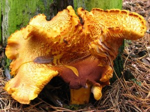 Tricholompsis rutilans.jpg