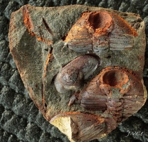 Trinucleoides reussi.jpg