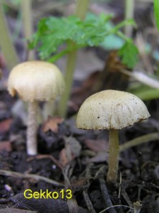 Tubaria_dispersa2.JPG