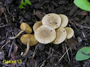 Tubaria_dispersa.JPG